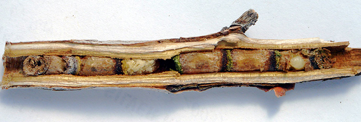 nest cocoon in dead twig