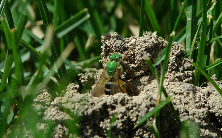 bee emerging from nest in ground