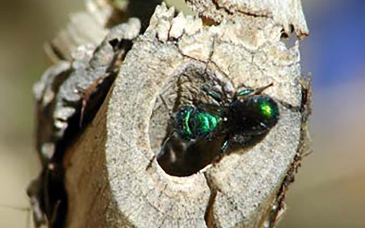shiny green bee on dried stem