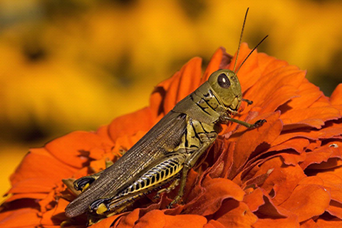 Differential grasshopper (Melanoplus differentialis)