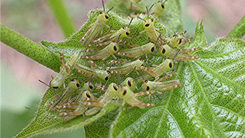 Community-Wide Grasshopper Control