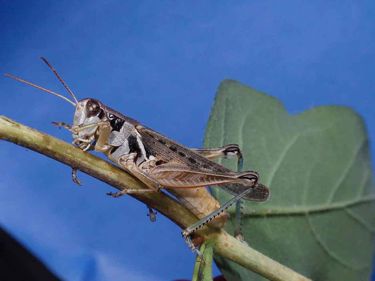 Migratory grasshopper (Melanoplus sanguinipes)