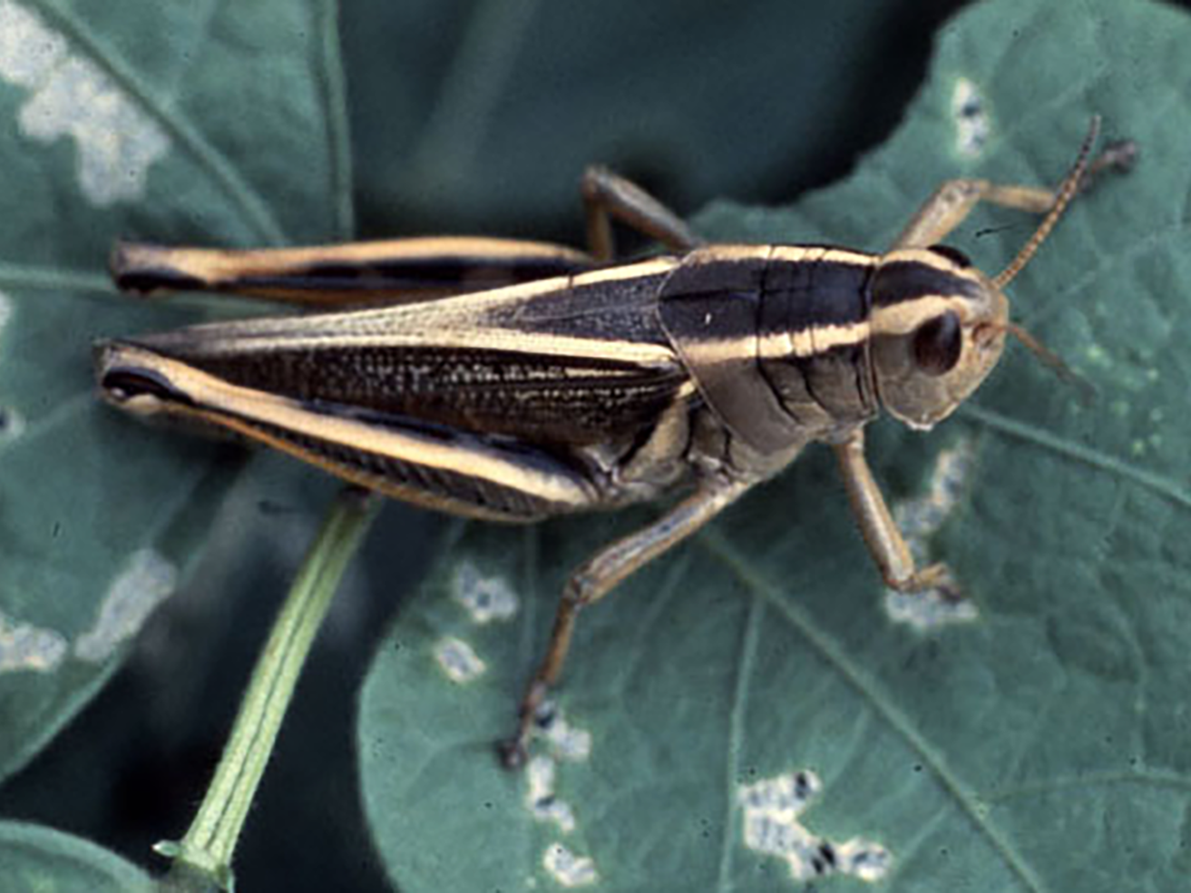 Twostriped grasshopper (Melanoplus bivittatus)