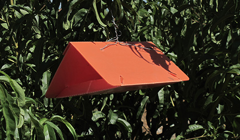 Fig. 7. Delta trap for insect monitoring.
