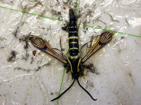 Fig. 8. Adult male peachtree borer on sticky trap. 