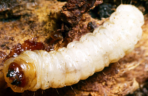 Fig. 2. Peachtree borer larva 
