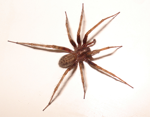 Fig. 10. Adult Male Domestic House Spider