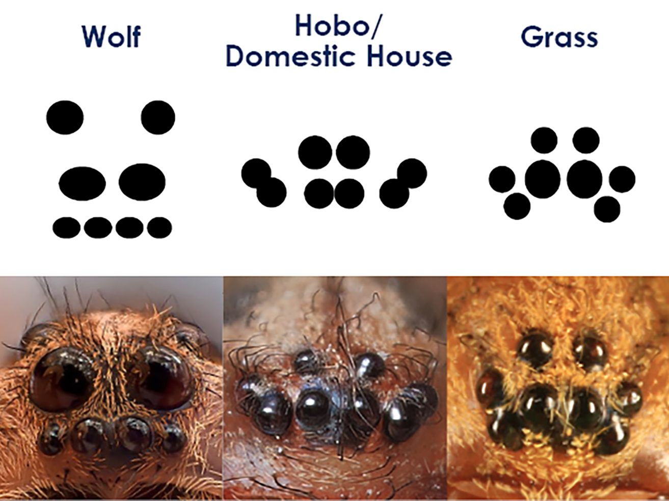 Fig. 4. Eye Arrangement of Wolf Spiders (left), Domestic or Hobo Spiders (middle), and Grass Spiders (right)