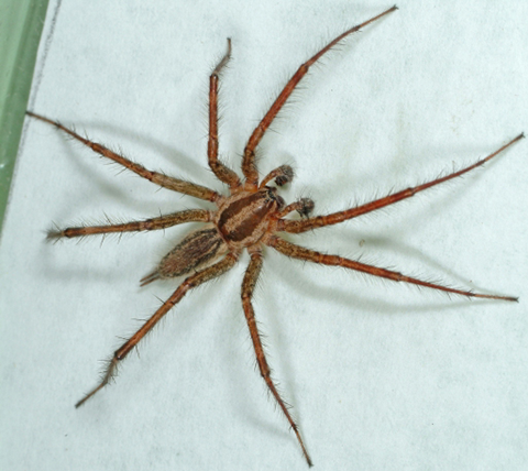 Fig. 11. Adult Male Grass Spider