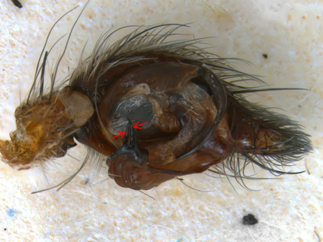 Fig. 6. Male Hobo Pedipalp With Arrows Indicating Two Prongs