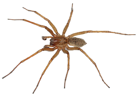 Fig. 9. Adult Male Hobo Spider