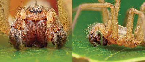 Fig. 2. Adult Male Hobo Spider Front View of Pedipalps (left) and Side View (right)