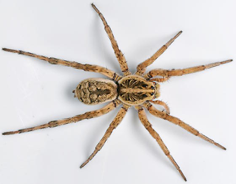 Fig. 12. Adult Female Wolf Spider