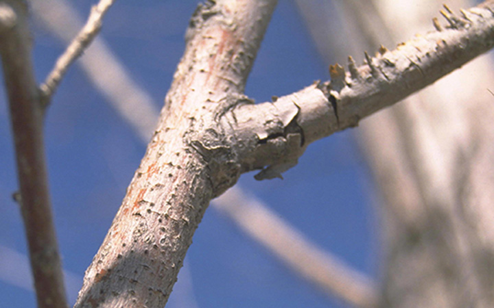 aspen trunk with canker symptoms