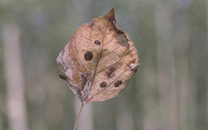dark blotches on aspen leaf