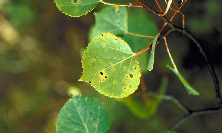 blotches on aspen leaf