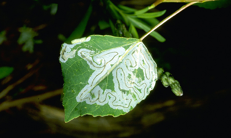 serpentine tunnels in aspen leaf