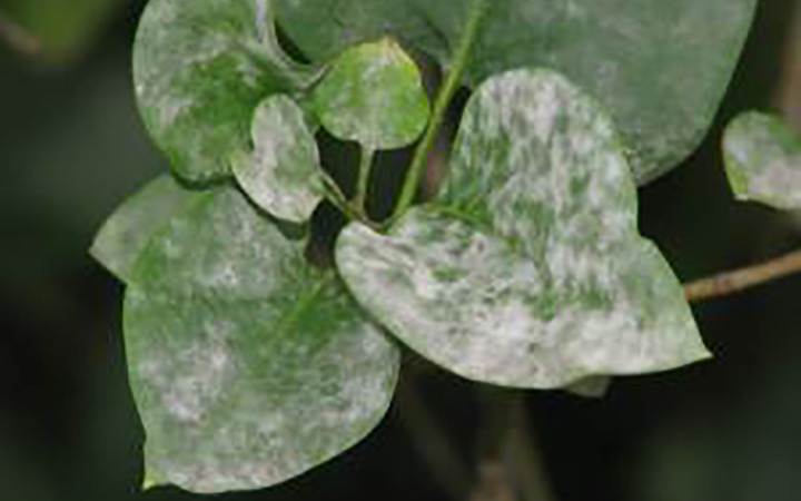 aspen leaves with powder mildew