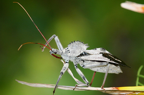 Fig. 5. The wheel bug, with a cog-like “wheel” on its back, is a type of assassin bug that predates on locust borer adults. Image courtesy of Johnny Dell, bugwood.org.