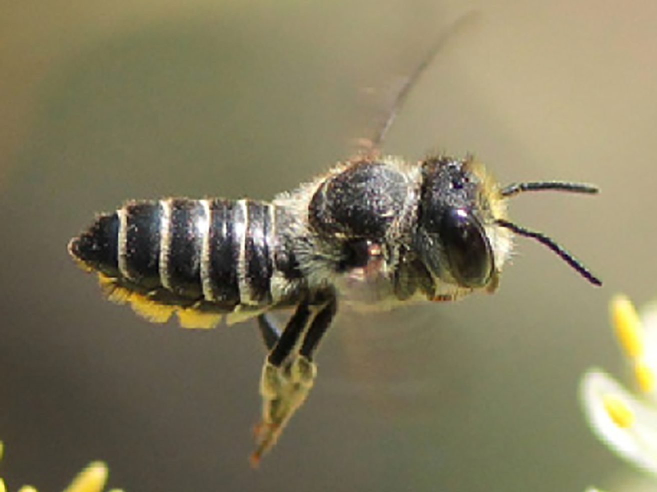 Fig. 2. (left) Common Hotel Residents Include Leafcutter Bees (e.g., Megachile)