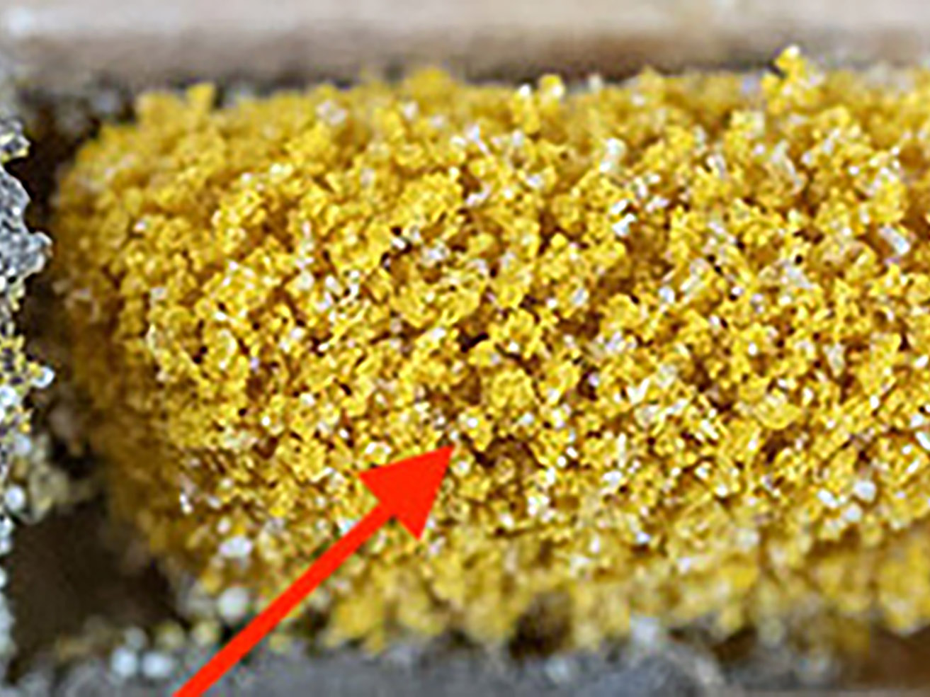 Fig. 7. (left) Hairy-Fingered Mite Infestation (white material) on Pollen Loaf