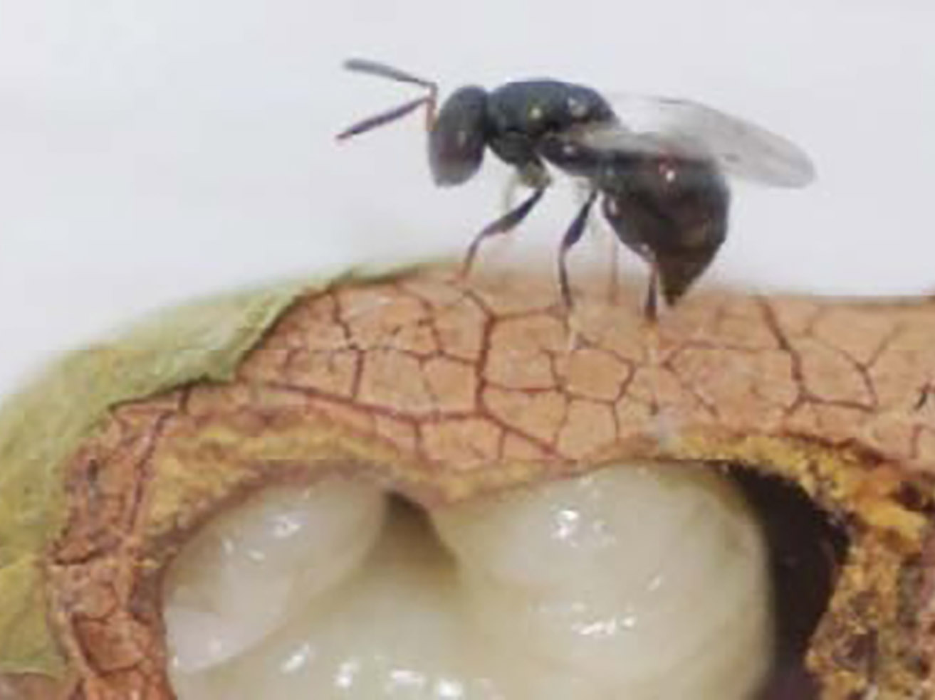 Fig. 8. (left) Hotel-Nesting Bee Enemies Include Species of Wasps (e.g., Pteromalus venustus)