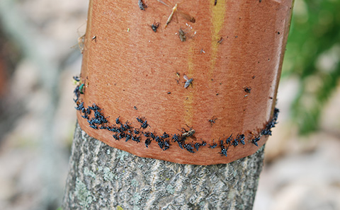 Coloque bandas adhesivas marrones alrededor de los árboles para monitorear la MLM.