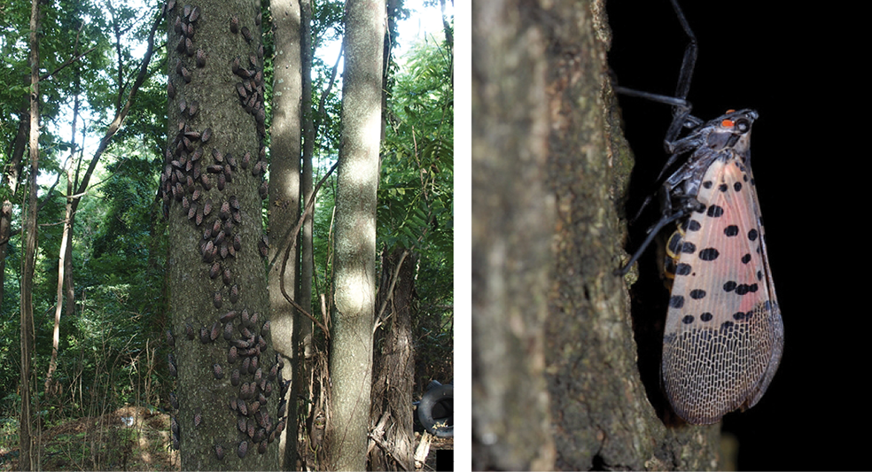 Adultos de la MLM trepándose por el tronco de un árbol (izquierda); adulto de la MLM en reposo (derecha).