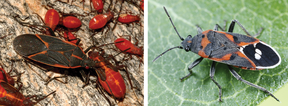 La chinche del arce boxelder (izquierda, en varias etapas de su ciclo de vida) y la pequeña chinche del algodoncillo (derecha) son insectos de apariencia similar a la MLM que comúnmente ocurren en Utah.
