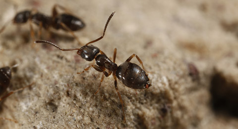 Odorous house ant worker (<em>Tapinoma sessile</em>). Image courtesy of Joseph Berger, Bugwood.org.