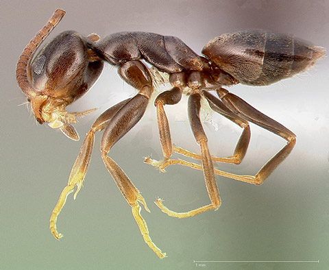 https://extension.usu.edu/pests/research/images/odorous-house-ant/fig-2.jpg