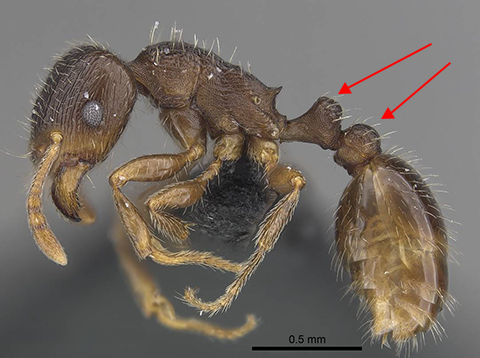 Pavement ant worker with two nodes. Red arrows indicate nodes. Image courtesy of Flavia Esteves, CASENT0919632, from www.antweb.org.