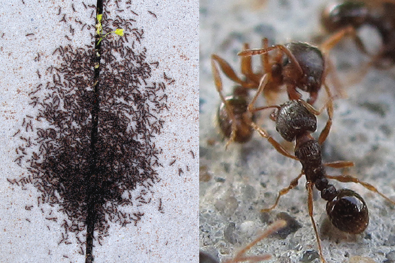 Fig. 1. (left) Swarm of pavement ant workers in spring. Fig. 2. (right) Two workers fighting.