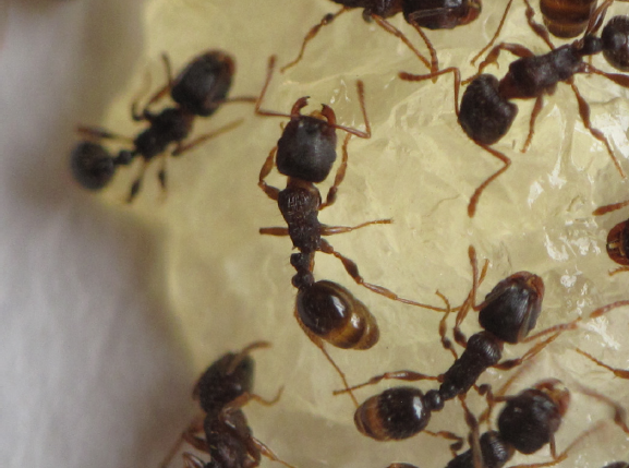 Fig. 10. Pavement ant workers feeding on a gel bait; notice that the gasters are filled with gel that will be distributed to members of the colony.