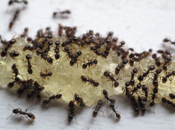 Fig. 11. Pavement ants feeding on a protein-based gel bait for carpenter ants (Maxforce Carpenter Ant Bait Gel).