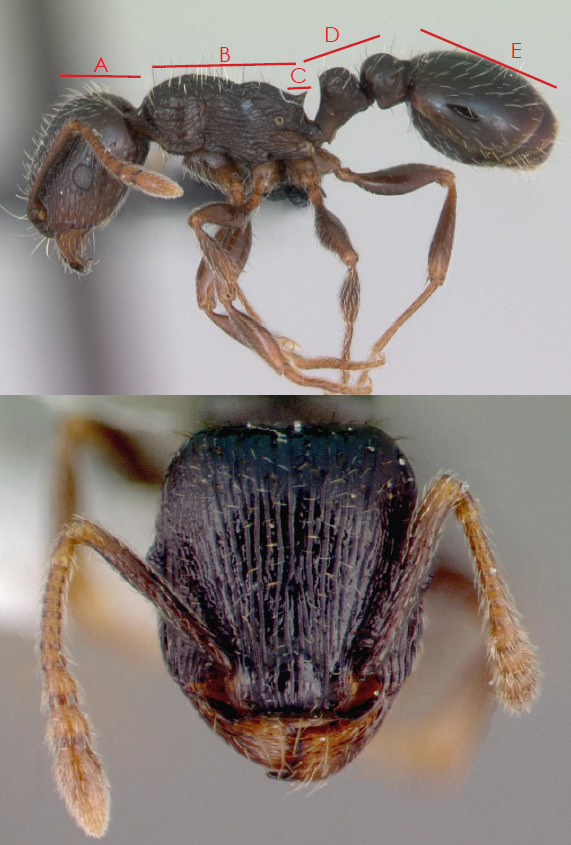 Fig. 3. (top) Pavement ant head (A); mesosoma (B); thoracic spines (C); petiole (two nodes) (D); gaster (E) (April Nobile, Antweb.org). Fig. 4. (bottom) Close-up of pavement ant head showing the parallel grooves (April Nobile, Antweb.org).