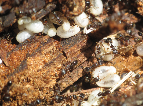 Fig. 5. Pavement ant workers with pupae.