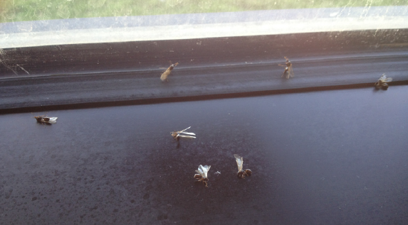 Fig. 6. Swarming reproductive pavement ants in a window (lying in pesticide residue).