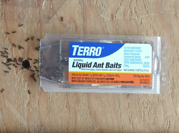 Fig. 9. Pavement ant workers feeding on a sweet, borax bait from Terro – a common management technique used by homeowners (Terro Ant Killer II Liquid Bait).
