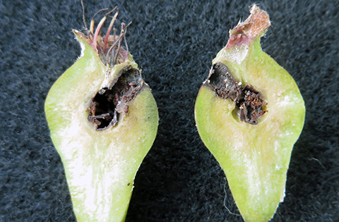 Walnut husk fly larvae feeding in walnut husk. Decayed husks are difficult to remove and cause nut-shell staining.