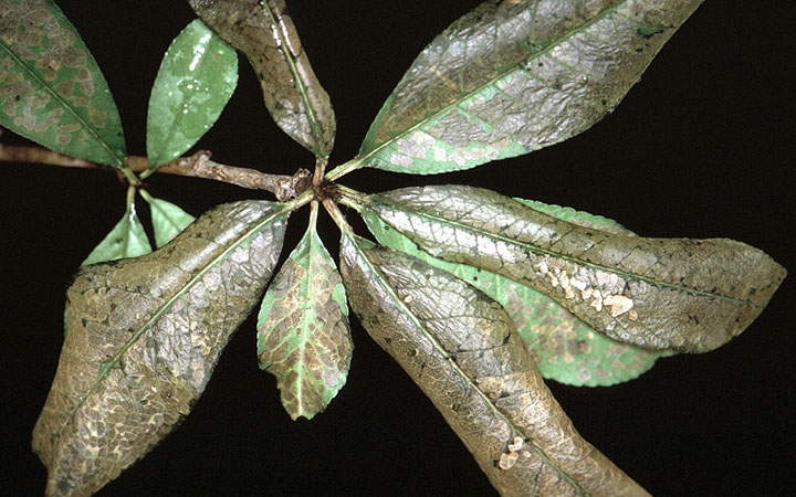leaf damaged by pear sawfly