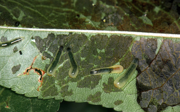heavy pear sawfly feeding and damage on a leaf