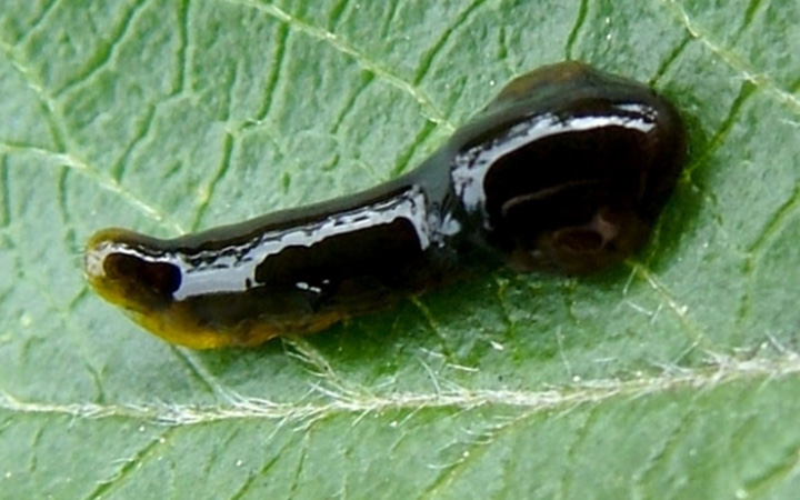 young pear sawfly larva