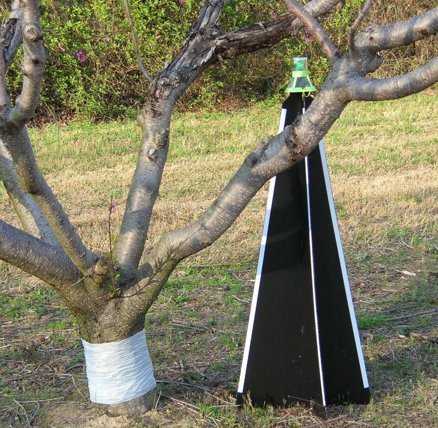Fig. 10. Black pyramid trap placed at field border to monitor for plum curculio.  R. Boozer, Alabama Extension.