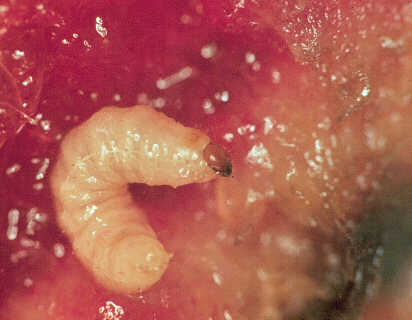 Fig. 3. Plum curculio larva in peach fruit flesh.  Peter Jentsch, Cornell University’s Hudson Valley lab.