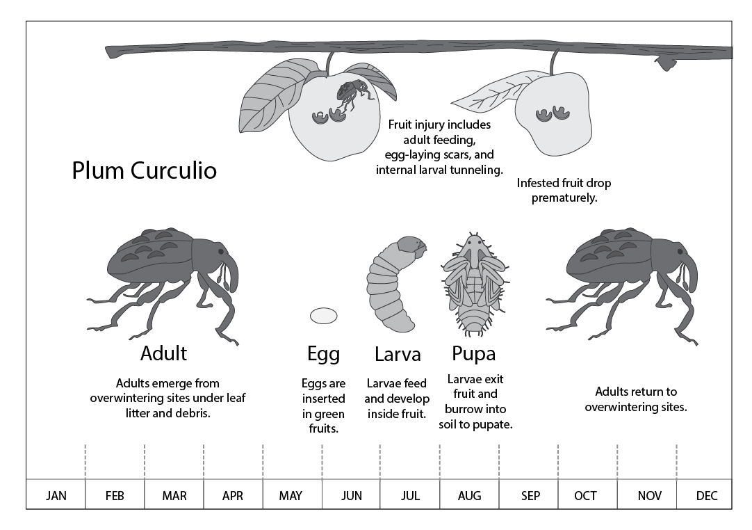 Fig. 4. Life cycle of plum curculio in Utah, exhibiting one generation per year. Utah State University Extension.