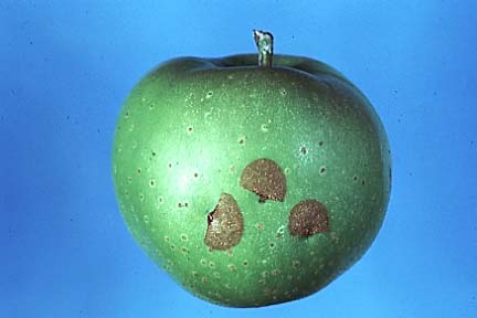 Fig. 3. Plum curculio larva in peach fruit flesh.  Peter Jentsch, Cornell University’s Hudson Valley lab.