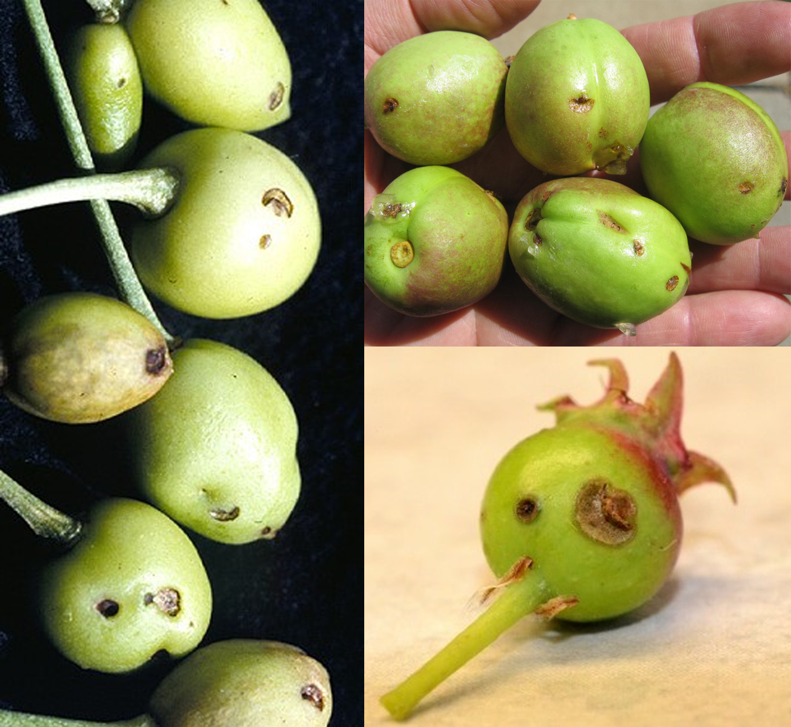Fig. 7. Plum curculio feeding and egg-laying damage on cherries (left; Utah State University Extension), nectarines (upper right; Michigan Plum Growers), and saskatoon/western serviceberry (lower right; Michigan State University).