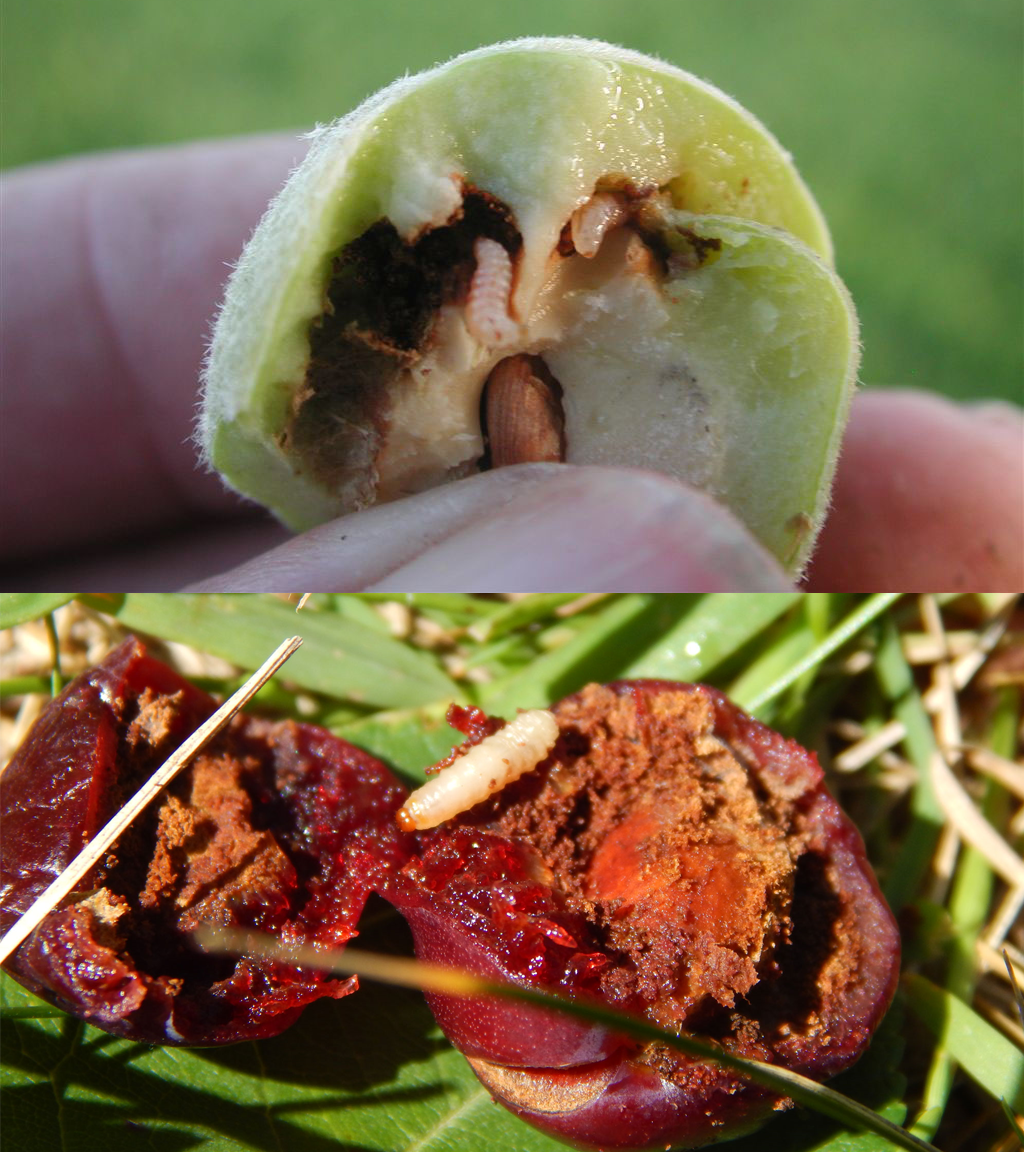 Fig. 8. Plum curculio larvae causing damage in a young peach (top; Texas A&M Extension) and rotting in cherry (bottom; Thaddeus McCamant, Central Lakes College).