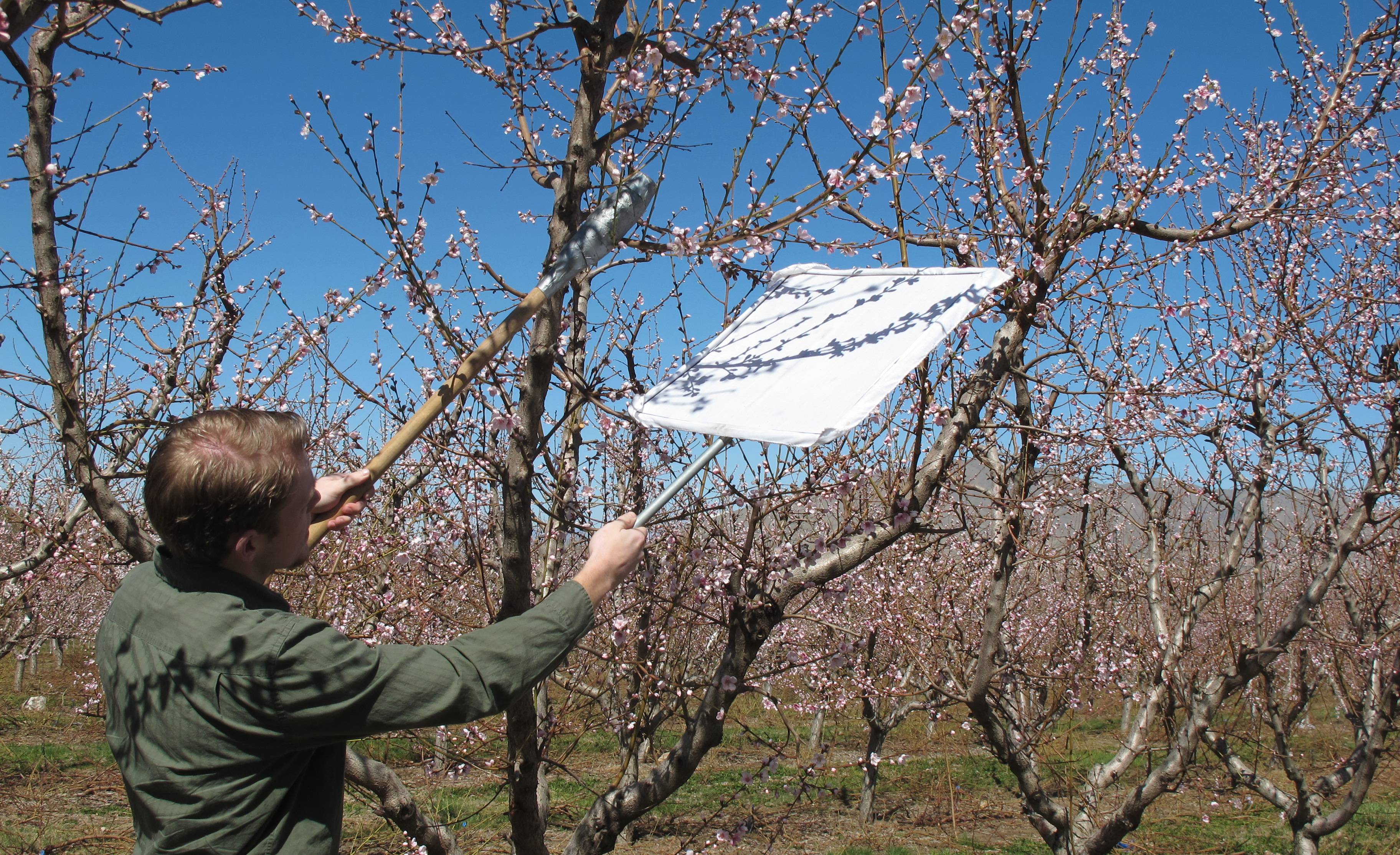 Fig. 9. Sampling for plum curculio using a beating tray and stick. Utah State University Extension.